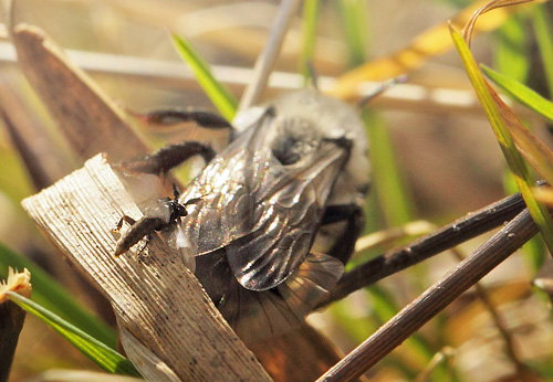 Hvidbrystet Jordbi, Andrena vaga og Viftevinge, Stylops melittae.  Pinseskoven, Amager, Danmark d. 4 april 2018. Fotograf; Lars Andersen