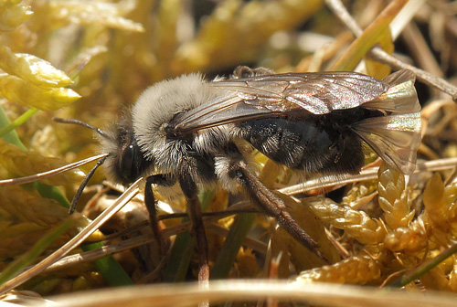 Hvidbrystet Jordbi, Andrena vaga og Viftevinge, Stylops melittae.  Pinseskoven, Amager, Danmark d. 4 april 2018. Fotograf; Lars Andersen