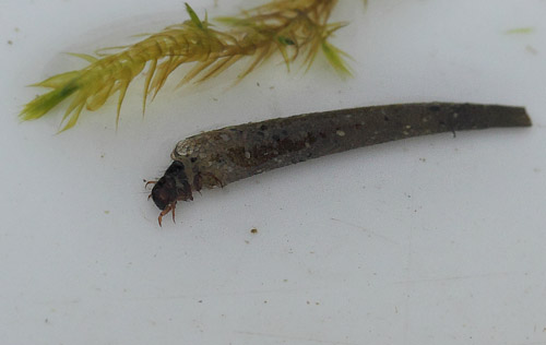 Måske vårfluen Limnephilus vittatus? Vandhuller på Amager Fælled, Amager d. 15 april 2018. Fotograf; Lars Andersen