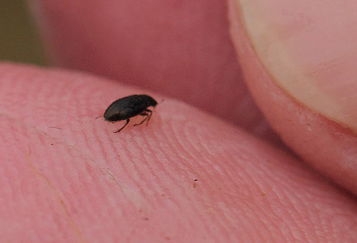Helophorus redtenbacheri. Vandhuller på Amager Fælled, Amager d. 15 april 2018. Fotograf; Lars Andersen