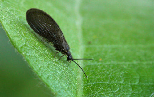 Ferskvandssvampe Netvinge Sisyra fuscata. Amager Fælled, Amager, Danmark d. 20 maj 2018. Fotograf; Lars Andersen