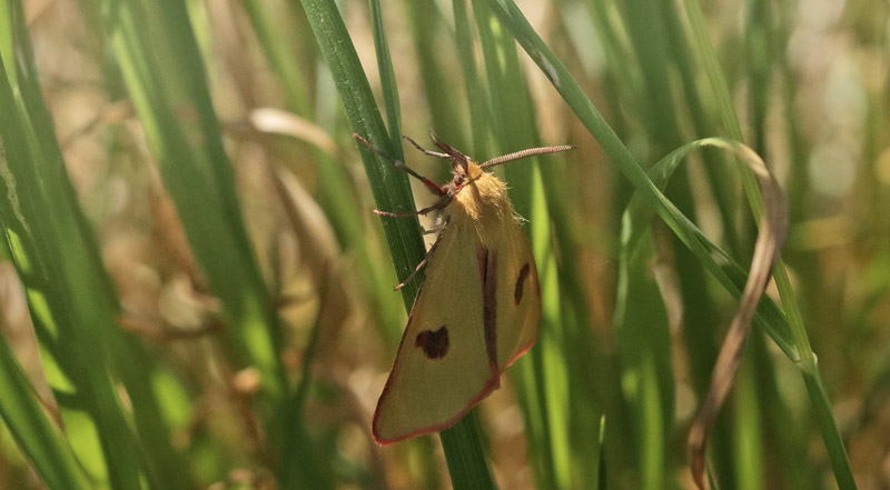 Rødfrynset Bjørnespinder, Diacrisia sannio. Melby Overdrev, Nordsjælland, Danmark d. 1 juni 2018. Fotograf; Henrik S. Larsen