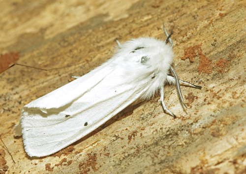 Hvid Tigerspinder, Spilosoma urticae. Arrenakke, Nordsjælland d. 1 juni 2018. Fotograf; Henrik S. Larsen