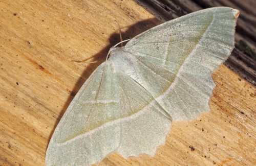 Perlemåler, Campaea margaritata. Arrenakke, Nordsjælland d. 19 september 2018. Fotograf; Lars Andersen