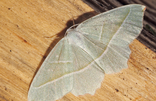 Perlemler, Campaea margaritata. Arrenakke, Nordsjlland d. 19 september 2018. Fotograf; Lars Andersen