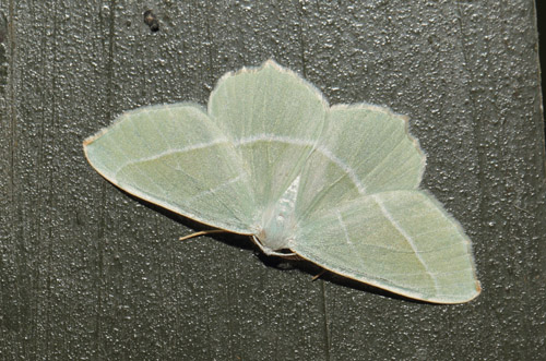 Perlemåler, Campaea margaritata. Arrenakke, Nordsjælland d. 19 september 2018. Fotograf; Lars Andersen