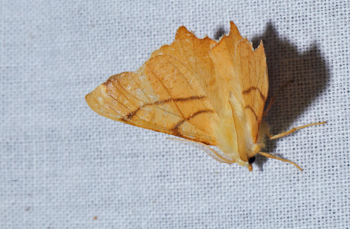 Ege-Tandmåler, Ennomos erosaria. Arrenakke, Nordsjælland d. 19 september 2018. Fotograf; Lars Andersen