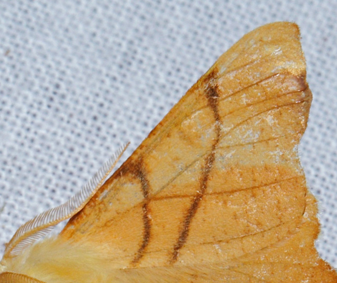 Ege-Tandmåler, Ennomos erosaria. Arrenakke, Nordsjælland d. 19 september 2018. Fotograf; Lars Andersen