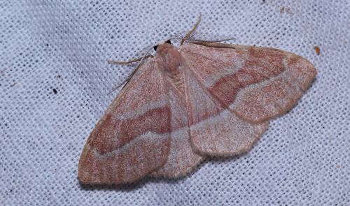 Nåleskovs-Måler, Hylaea fasciaria. Arrenakke, Nordsjælland d. 19 september 2018. Fotograf; Lars Andersen