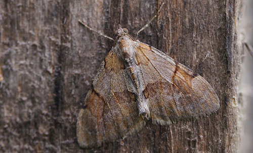 Rd Fyrremler, Pennithera firmata. Arrenakke, Nordsjlland d. 20 september 2018. Fotograf; Lars Andersen