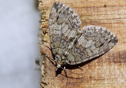 Elle-Bladmler, Hydriomena impluviata. Arrenakke, Nordsjlland d. 15 maj 2018. Fotograf; Henrik S. Larsen