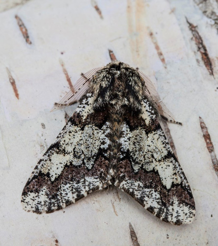 Broget Vintermåler, Biston strataia. Liseleje, Nordsjælland, Danmark d. 8 april 2018. Fotograf; Karsten Schnack