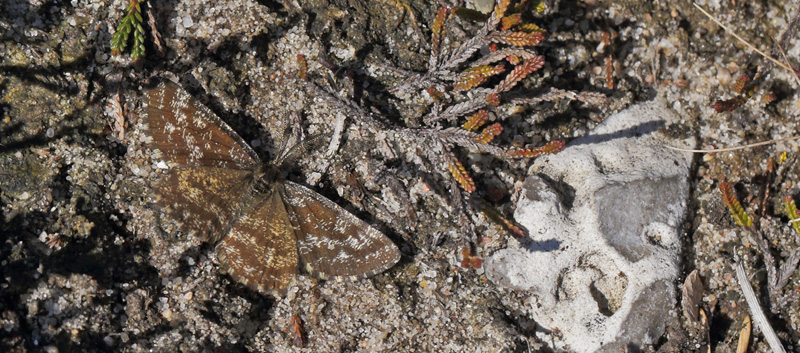 Lyngmåler, Ematurga atomaria han. Melby Overdrev d. 29 april 2018. Fotograf; Lars Andersen