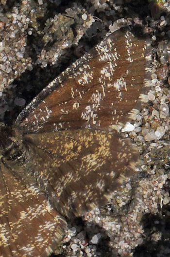 Lyngmåler, Ematurga atomaria han. Melby Overdrev d. 29 april 2018. Fotograf; Lars Andersen