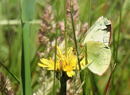 Mosehøsommerfugl, Colias palaeno hun. Råbjerg Mose, Nordjylland d. 5 juni 2018. Jørgen Munck