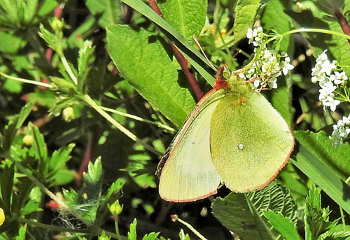 Mosehsommerfugl, Colias palaeno hun. Rbjerg Mose, Nordjylland d. 5 juni 2018. Jrgen Munck