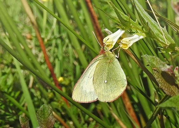 Mosehsommerfugl, Colias palaeno hun. Rbjerg Mose, Nordjylland d. 5 juni 2018. Jrgen Munck