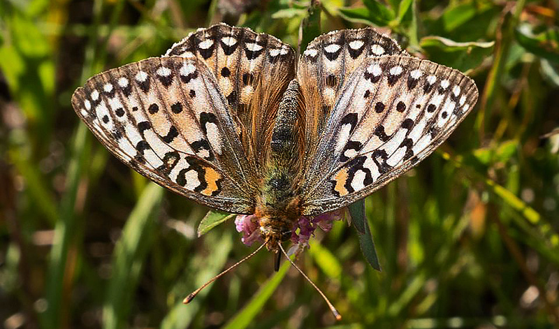 Markperlemorsommerfugl, Argynnis aglaja hun. Nationalpark Thy, Danmark d. 16  juli 2018. Fotograf;  Leif Bolding