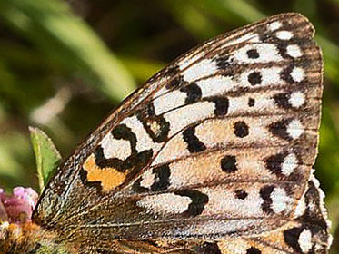 Markperlemorsommerfugl, Argynnis aglaja hun. Nationalpark Thy, Danmark d. 16  juli 2018. Fotograf;  Leif Bolding