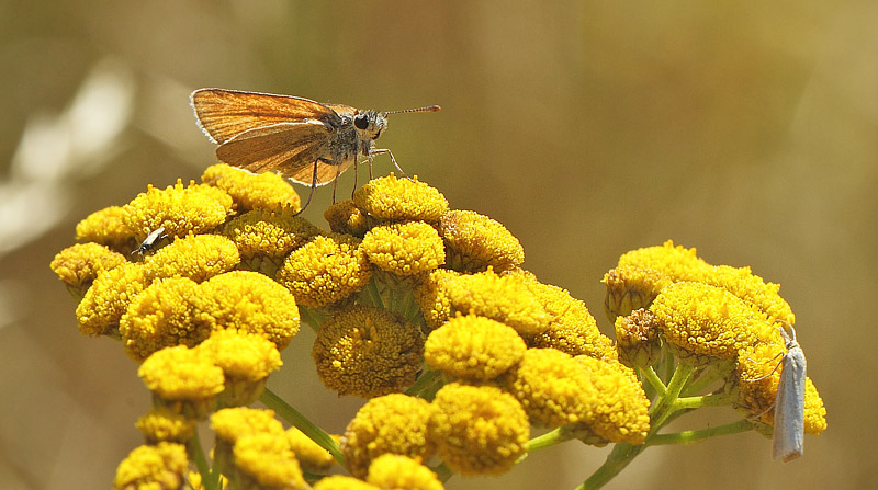 Stregbredpande, Thymelicus lineola slidt hun. Kanalen v. Ugandavej, Koklapperne d. 25 juli 2018. Fotograf; Lars Andersen