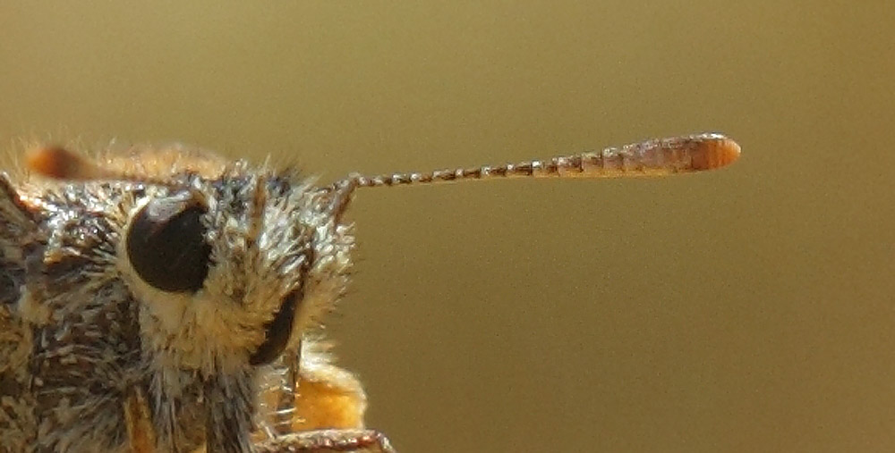 Stregbredpande, Thymelicus lineola slidt hun. Kanalen v. Ugandavej, Koklapperne d. 25 juli 2018. Fotograf; Lars Andersen