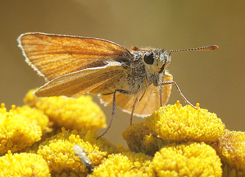 Stregbredpande, Thymelicus lineola slidt hun. Kanalen v. Ugandavej, Koklapperne d. 25 juli 2018. Fotograf; Lars Andersen