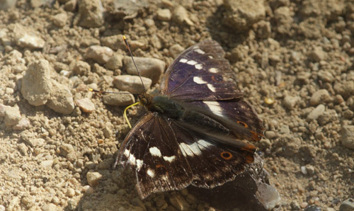 Ilia, Apatura ilia han. Pinseskoven d. 4 juli 2018. Fotograf; Lars Andersen