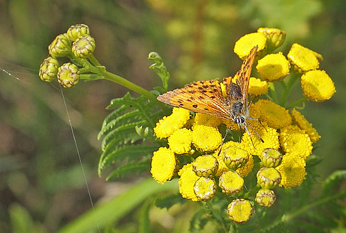 Dukatsommerfugl, Lycaena virgaureae slidt hun. Nygrde, Hornsherred, Danmark d 26 august 2018. Fotograf; Lars Andersen