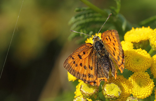 Dukatsommerfugl, Lycaena virgaureae slidt hun. Nygrde, Hornsherred, Danmark d 26 august 2018. Fotograf; Lars Andersen