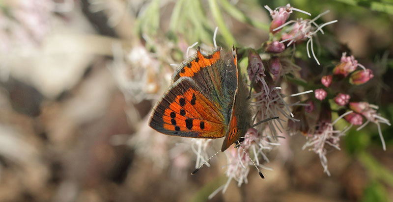 Lille Ildfugl, Lycaena phlaeas han. Smserne/Krogenlund Mose, Nordsjlland d. 26 august - 2018. Fotograf; Lars Andersen