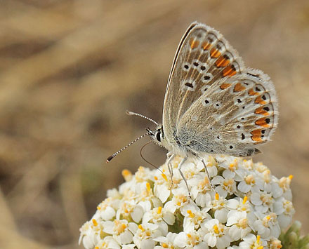 Rdplettet Blfugl, Aricia agestis hun. Kongstrup, Rsns, Vestsjlland d. 8 august 2018. Fotograf; Lars Andersen