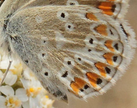 Rdplettet Blfugl, Aricia agestis hun. Kongstrup, Rsns, Vestsjlland d. 8 august 2018. Fotograf; Lars Andersen