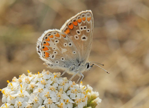 Rdplettet Blfugl, Aricia agestis hun. Kongstrup, Rsns, Vestsjlland d. 8 august 2018. Fotograf; Lars Andersen