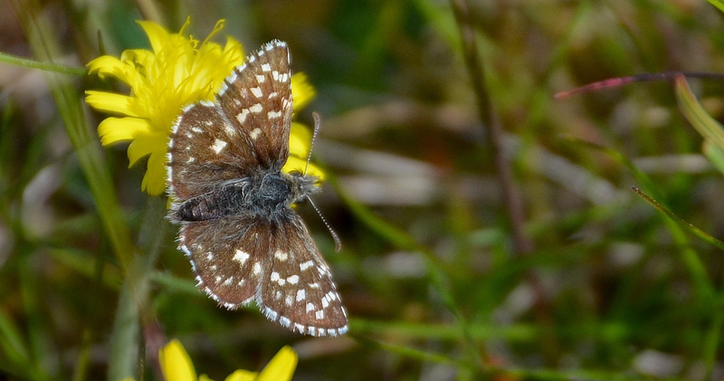 Spttet Bredpande, Pyrgus malva slidt hun. Hevringen Skydeterrn, Norddjus d. 21 maj 2018.  Fotograf; Karsten Thomsen