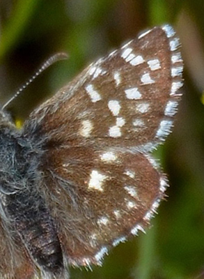 Spttet Bredpande, Pyrgus malva slidt hun. Hevringen Skydeterrn, Norddjus d. 21 maj 2018.  Fotograf; Karsten Thomsen