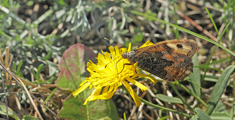 Sandrandje, Hipparchia semele. Melby Overdrev, Nordsjlland d. 18 september 2018. Fotograf; Lars Andersen