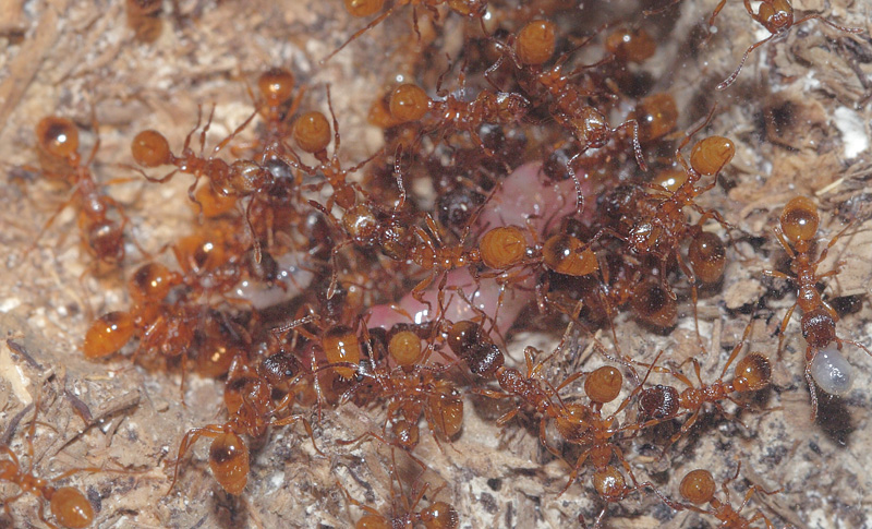 Myrebo med Ensianblfugl, Phengaris alcon larver. Fuglsang, Ls juni 2018.  Findere: David Nash og Adam Schmedes.  Korttornet Stikmyre, Myrmica rubra med Ensianblfugl 2 rig larve. Tisvildeleje d. 19 september -2018. Fotograf: Lars Andersen