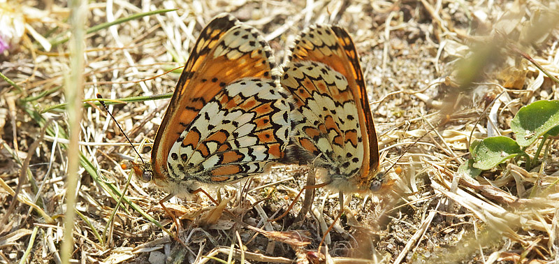 Okkergul Pletvinge, Melitaea cinxia parring. Melby Overdrev, Nordsjlland d. 20 maj 2018. Fotograf; Henrik S. Larsen