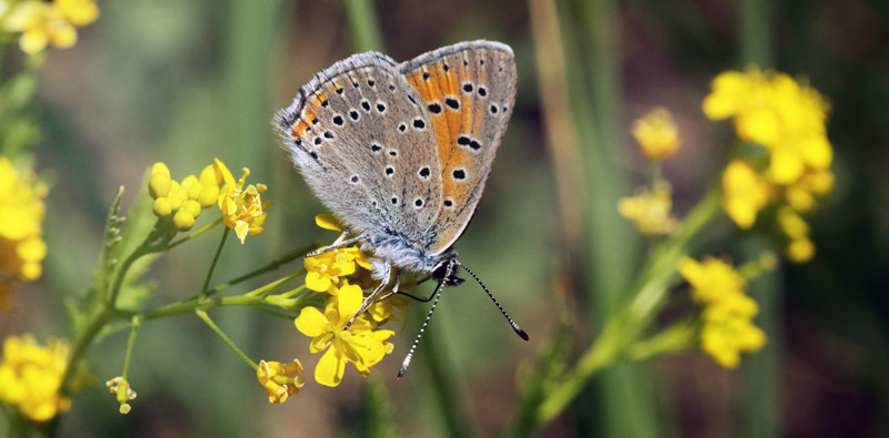 Violetrandet Ildfugl han, Lycaena hippothoe. Lille Eskemose, Hornsherred d. 1 juni 2018. Fotograf; Henrik S. Larsen