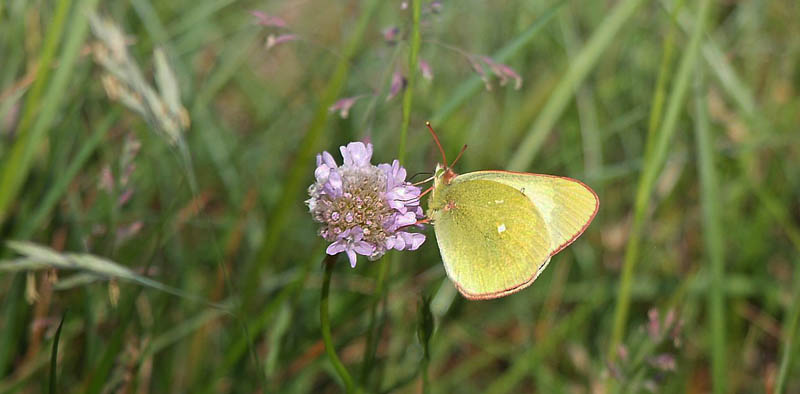 Mosehsommerfugl, Colias palaeno han. Skagen Klitplantage, Nordjylland d. 2 juni 2018. Emil Bjerregrd