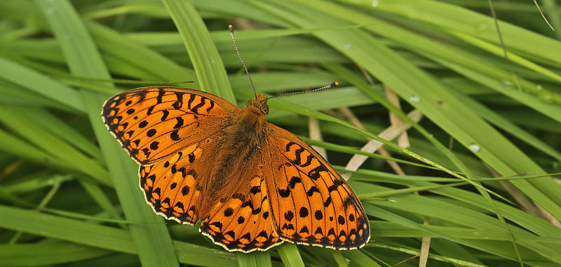 Markperlemorsommerfugl, Argynnis aglaja han. Lille Eskemose, Hornsherred, Danmark d. 17  juli 2018. Fotograf; Henrik S. Larsen