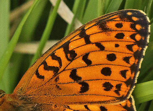 Markperlemorsommerfugl, Argynnis aglaja han. Lille Eskemose, Hornsherred, Danmark d. 17  juli 2018. Fotograf; Henrik S. Larsen