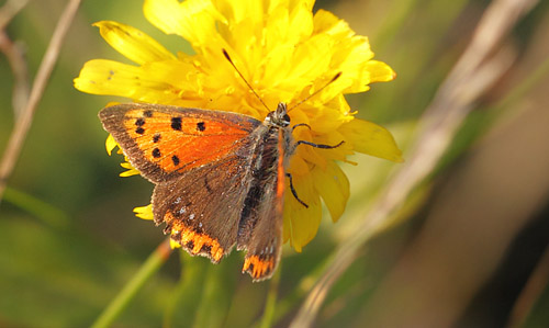 Lille Ildfugl, Lycaena phlaeas han. Nygaard, Jgerspris velsesterrn, Hornsherred d. 6 november 2018. Fotograf; Lars Andersen