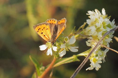 Lille Ildfugl, Lycaena phlaeas han. Nygaard, Jgerspris velsesterrn, Hornsherred d. 6 november 2018. Fotograf; Lars Andersen