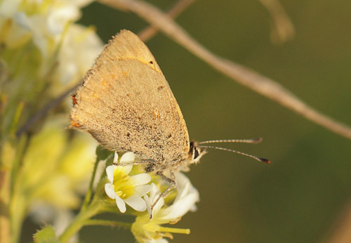 Lille Ildfugl, Lycaena phlaeas han. Nygaard, Jgerspris velsesterrn, Hornsherred d. 6 november 2018. Fotograf; Lars Andersen