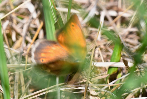 Moserandje, Coenonympha tullia ssp. davus. Abkr Mose, Snderjylland d. 5 juni 2018. Fotograf; John Vergo