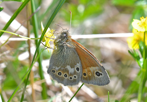 Moserandje, Coenonympha tullia ssp. davus. Abkr Mose, Snderjylland d. 5 juni 2018. Fotograf; John Vergo