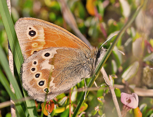 Moserandje, Coenonympha tullia ssp. davus. Abkr Mose, Snderjylland d. 5 juni 2018. Fotograf; John Vergo