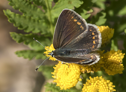 Almindelig Blåfugl, Polyommatus icarus hun ab.; subcaerulescens. Savværk, Kagerup, Nordsjælland d. 19 juli 2018. Fotograf; Knud Ellegaard