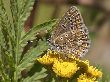 Almindelig Blåfugl, Polyommatus icarus hun ab.; subcaerulescens. Savværk, Kagerup, Nordsjælland d. 19 juli 2018. Fotograf; Knud Ellegaard